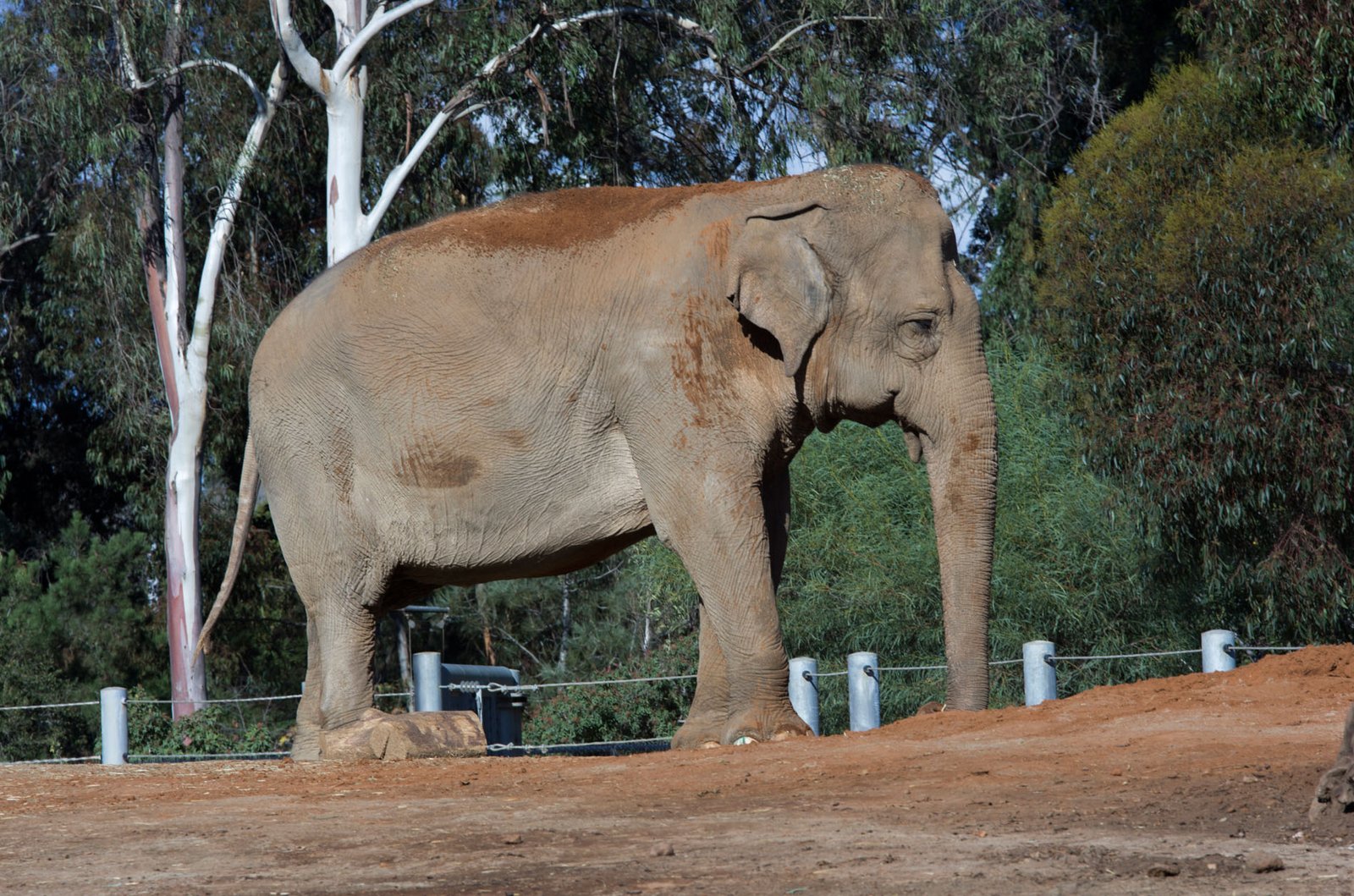 San Diego Zoo Part I 061